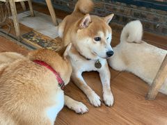 -柴犬高等学院·狗咖·柴犬售卖·宠物训练