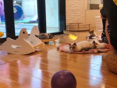 -momokira米努特·德文卷毛猫·棉花面纱犬