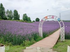 -紫颐香薰山谷景区