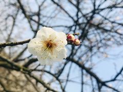 -香雪海