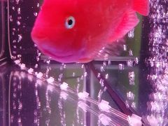 -保定市花鸟鱼虫市场
