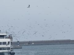 -海驴岛(荣成市)