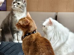 -MOCHA明星猫咖(田子坊店)