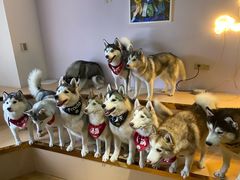 -Husky Go! 哈士奇体验馆·宠物咖啡厅狗咖