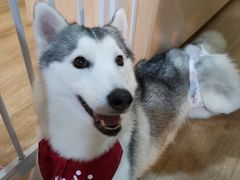 脾气超棒小桃心-Husky Go! 哈士奇体验馆·宠物咖啡厅狗咖