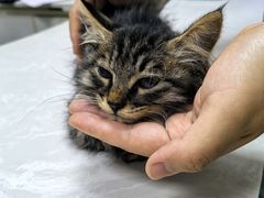 -中农国际动物医院24小时·猫科·骨科·急重症中心