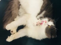 -飞行喵MR PILOT|猫舍·猫咖(静安大融城店)