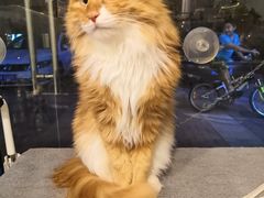 -平行世界·猫咖(首经贸店)
