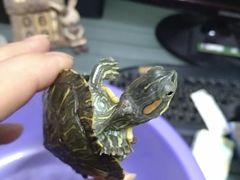 -灵龟之家百象馆(百象馆联合旗舰店)