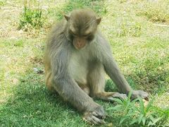 -合肥野生动物园