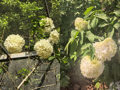 -洛阳市隋唐城遗址植物园