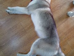 -Husky Go! 哈士奇体验馆·宠物咖啡厅狗咖