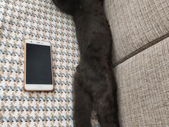 -瑞派福兴宠物医院犬猫全科·骨科·中西医结合(河东店)