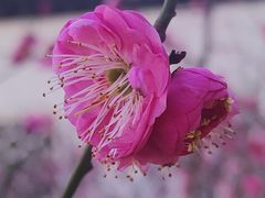 -苏州文庙(姑苏区)