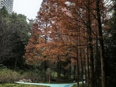 -重庆彩云湖湿地公园
