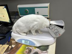 -关爱宠物医院·猫科中心·消化科(滨湖万达分院)