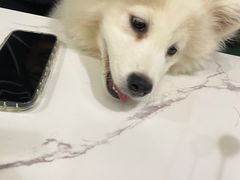 -安格丽娜·狗咖·猫咖羊驼咖(春熙路百盛商场店)