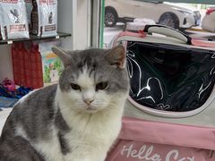 -瑞派动物医院·猫专科·至诚(江南中分院)