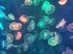 -烟台海昌鲸鲨海洋公园