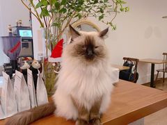 -有猫主题·治愈系猫咖(曾厝垵店)