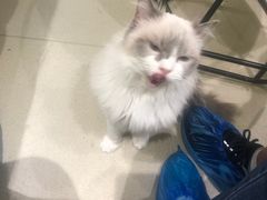 -藏猫猫咖啡主题馆(中央大道店)