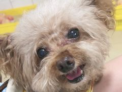 -老袁家蜜桃农场·阳山水蜜桃