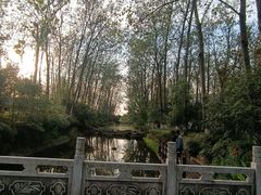 -合肥滨湖国家森林公园