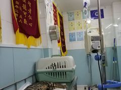 -中农大我爱我爱24h动物医院·中医针灸·猫专科·骨科医疗中心(双井店)