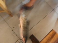 -乡土特色.冷锅鱼.牦牛肉汤锅