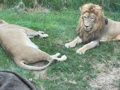 -北京野生动物园