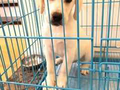 -翊宠yipet猫狗购宠庄园犬舍•猫舍