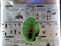 -上海大自然野生昆虫馆(东方明珠·爬宠昆虫探索中心)