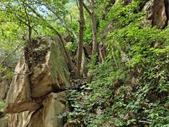 -大岭沟猕猴桃谷风景区