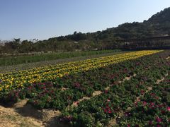 -丹樱生态园