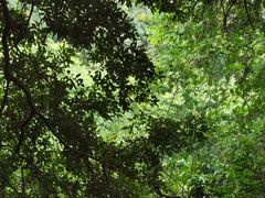 -火炉山森林公园