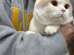 -欣宠猫屋·矮脚拿破仑·蓝金金渐层