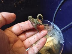 -椰风寨