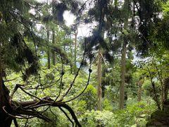 -天目山大树王景区