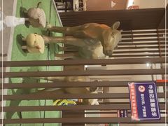-朱氏牛鼎记鲜牛火锅(山水华庭店)