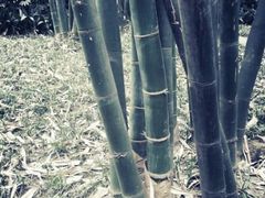 android_upload_pic-望江楼公园