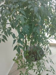 -HEYAN荷妍专业脱毛连锁机构