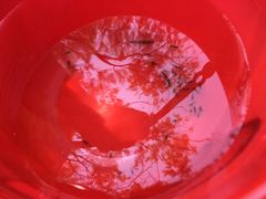 -碓臼峪自然风景区