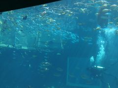 -海棠湾洲际-涛·海底餐厅·美人鱼·自助餐·海底隧道