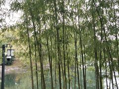 -上海共青森林公园