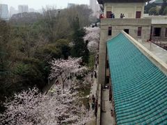 -武汉大学-樱园