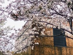 -高东镇樱花园