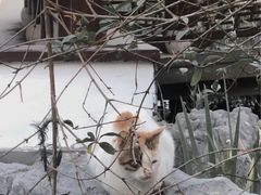 -日出青木