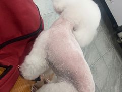 -佳雯宠物医院·皮肤科·内外科(春晓路分院)