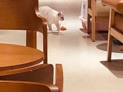 用餐区-藏猫猫咖啡主题馆(中央大道店)