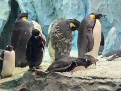 -帝企鹅自助餐厅•儿童岛•真企鹅(长隆企鹅酒店)